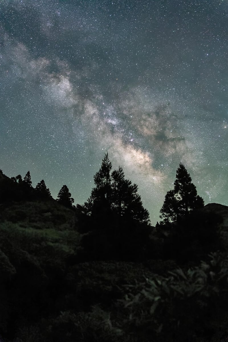 Starry Night Sky in Mystical Woods
